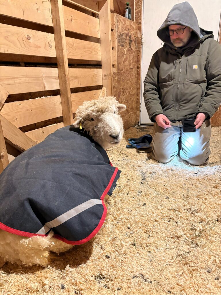 Bob the rescue sheep after receiving care at Lily's Place Animal sanctuary