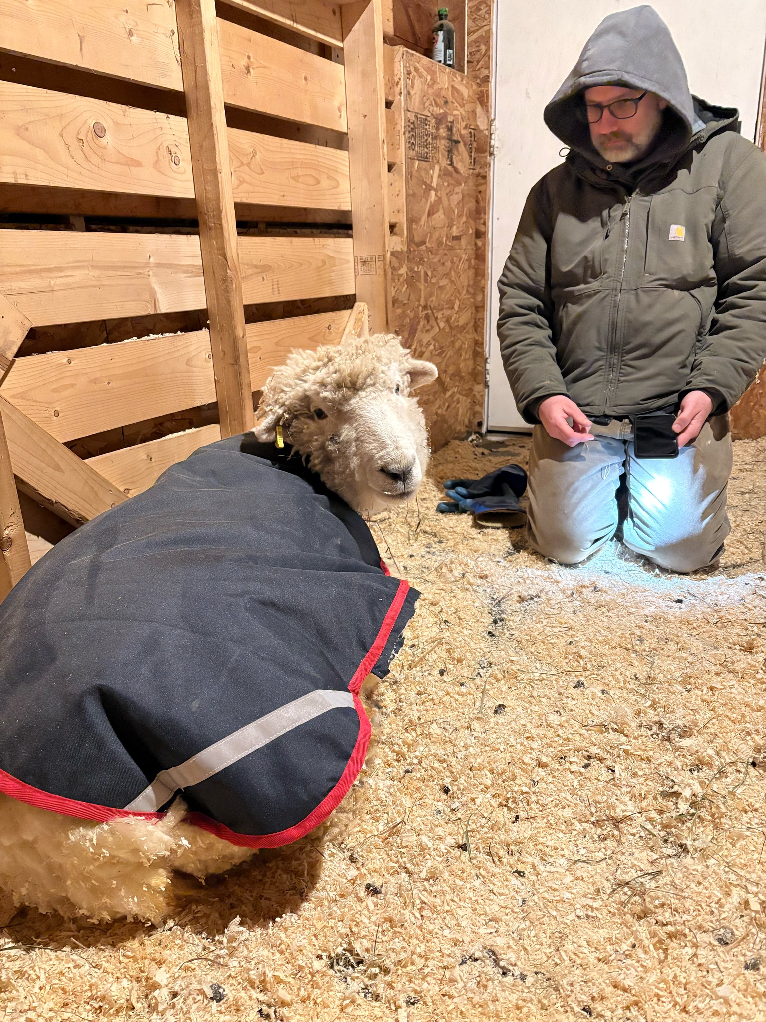 Bob the rescue sheep after receiving care at Lily's Place Animal sanctuary