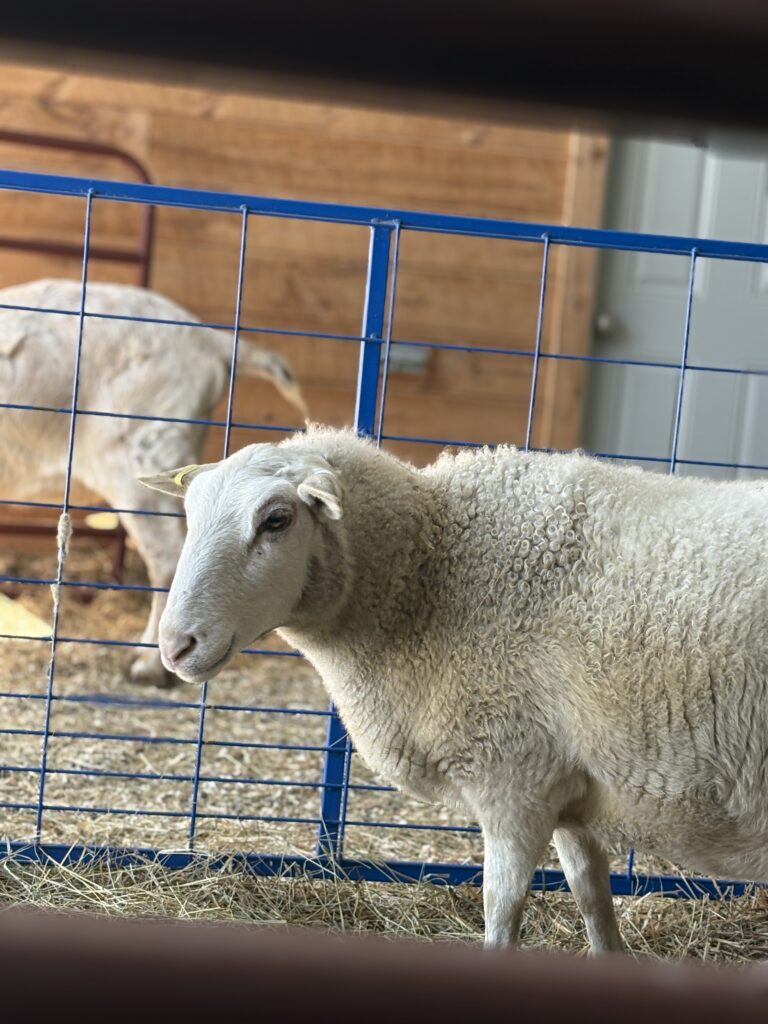 Rory rescued sheep