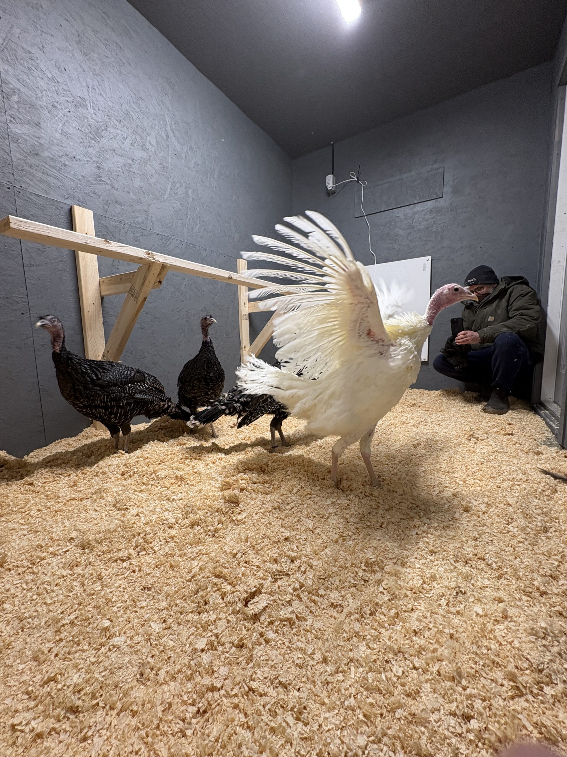 Turkey in their new house