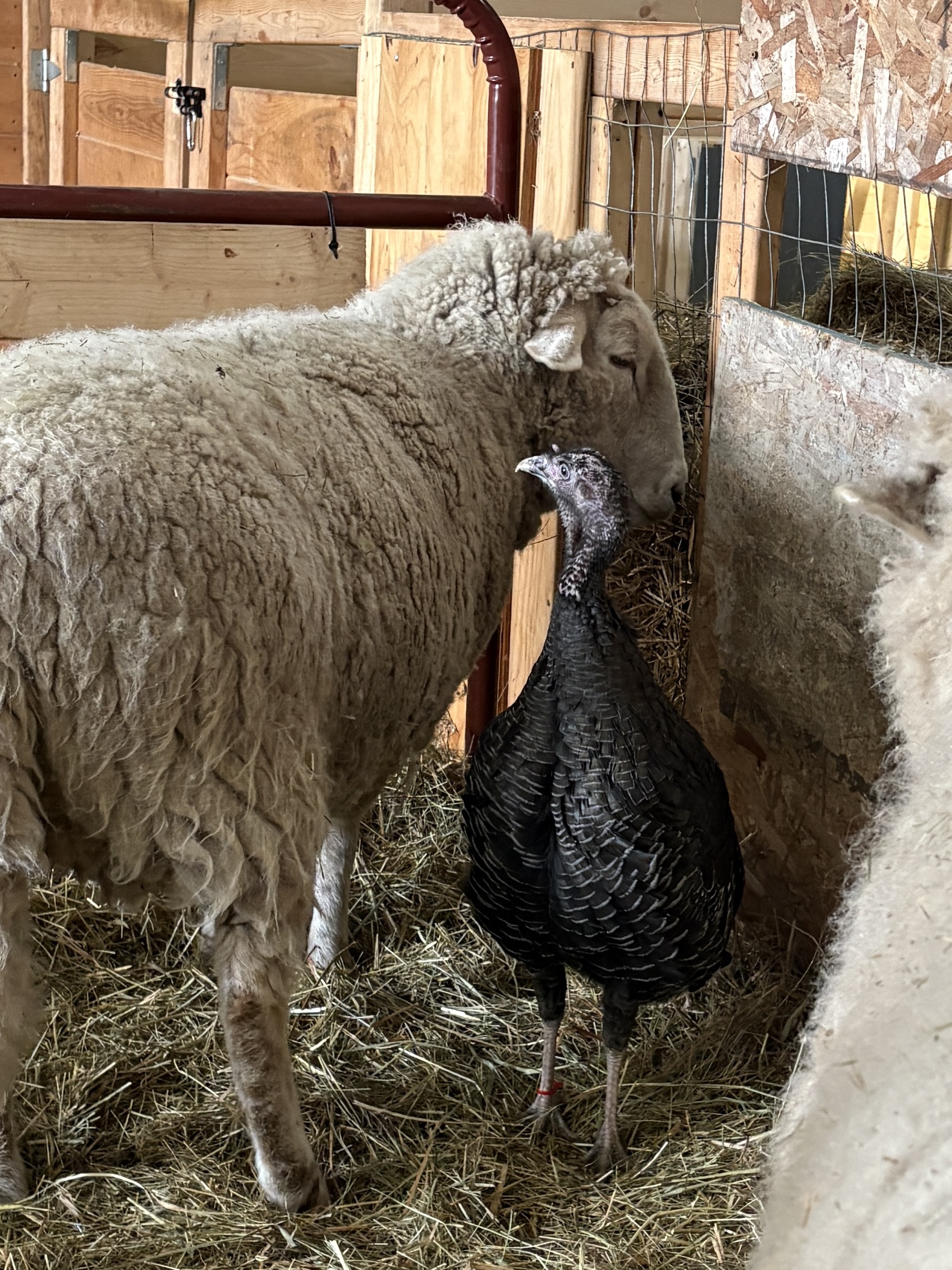 sid the sheep and mickey the turkey hanging out