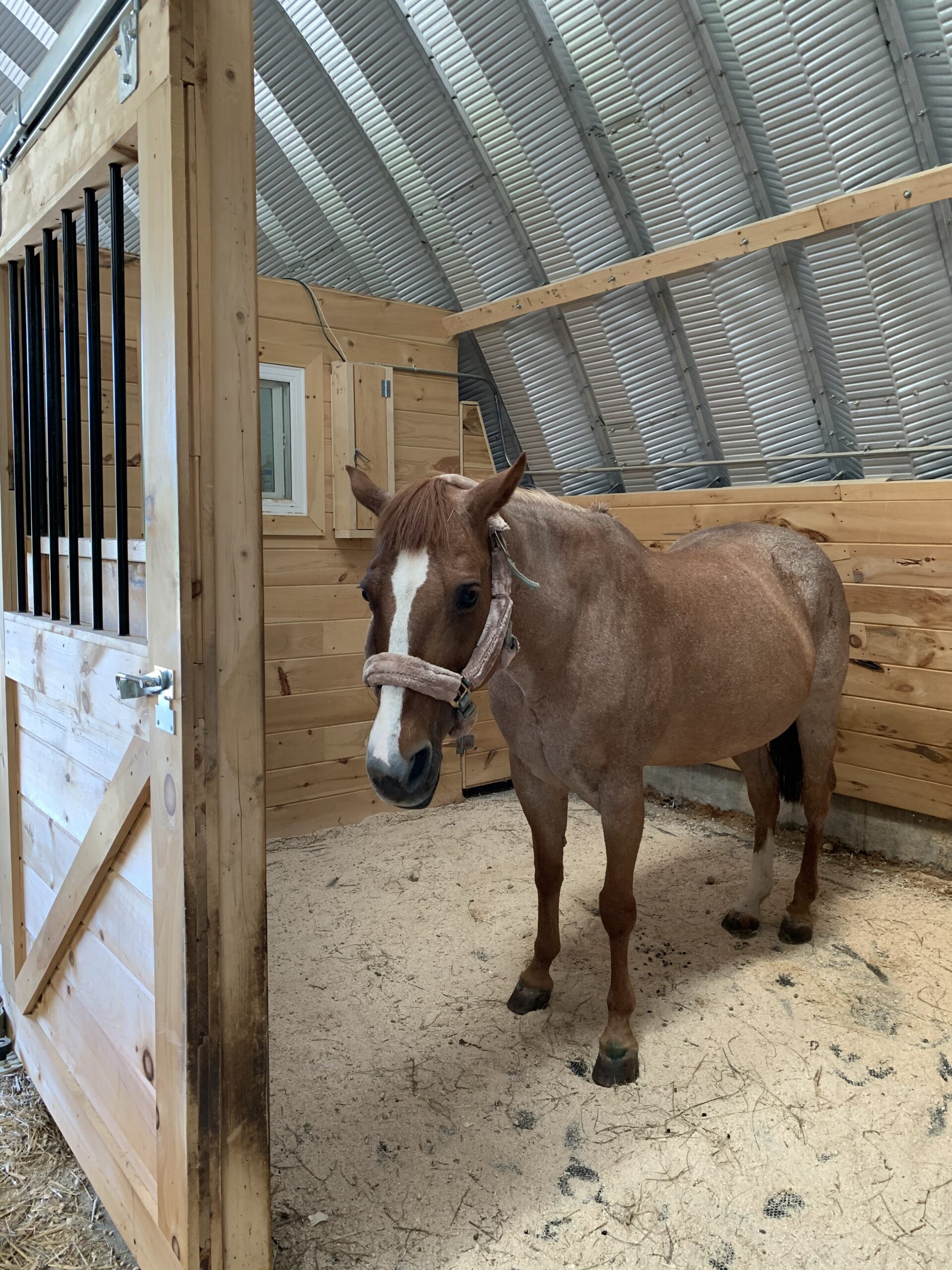 Tardy; ex-riding school horse, rescued