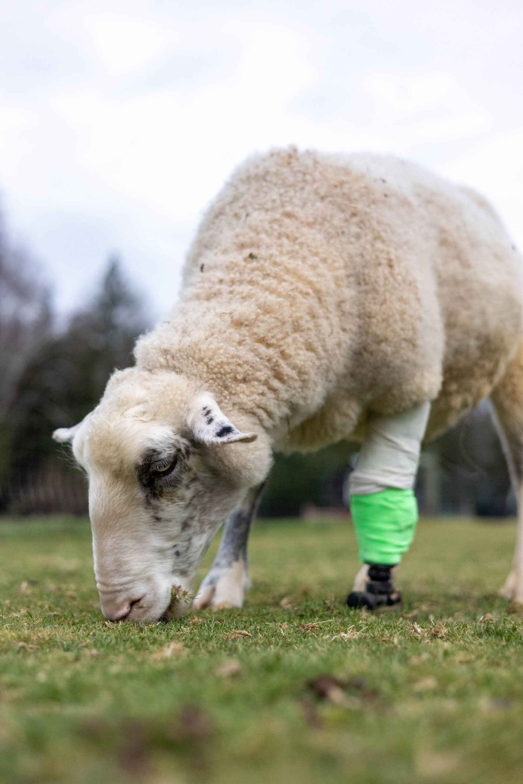 Nancy, sheep with a prosthetic leg