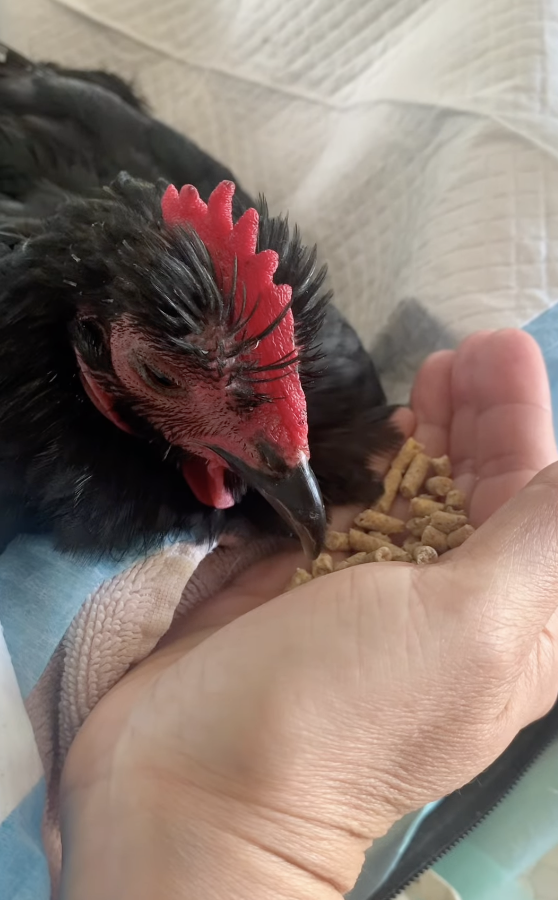 chickpea the chicken