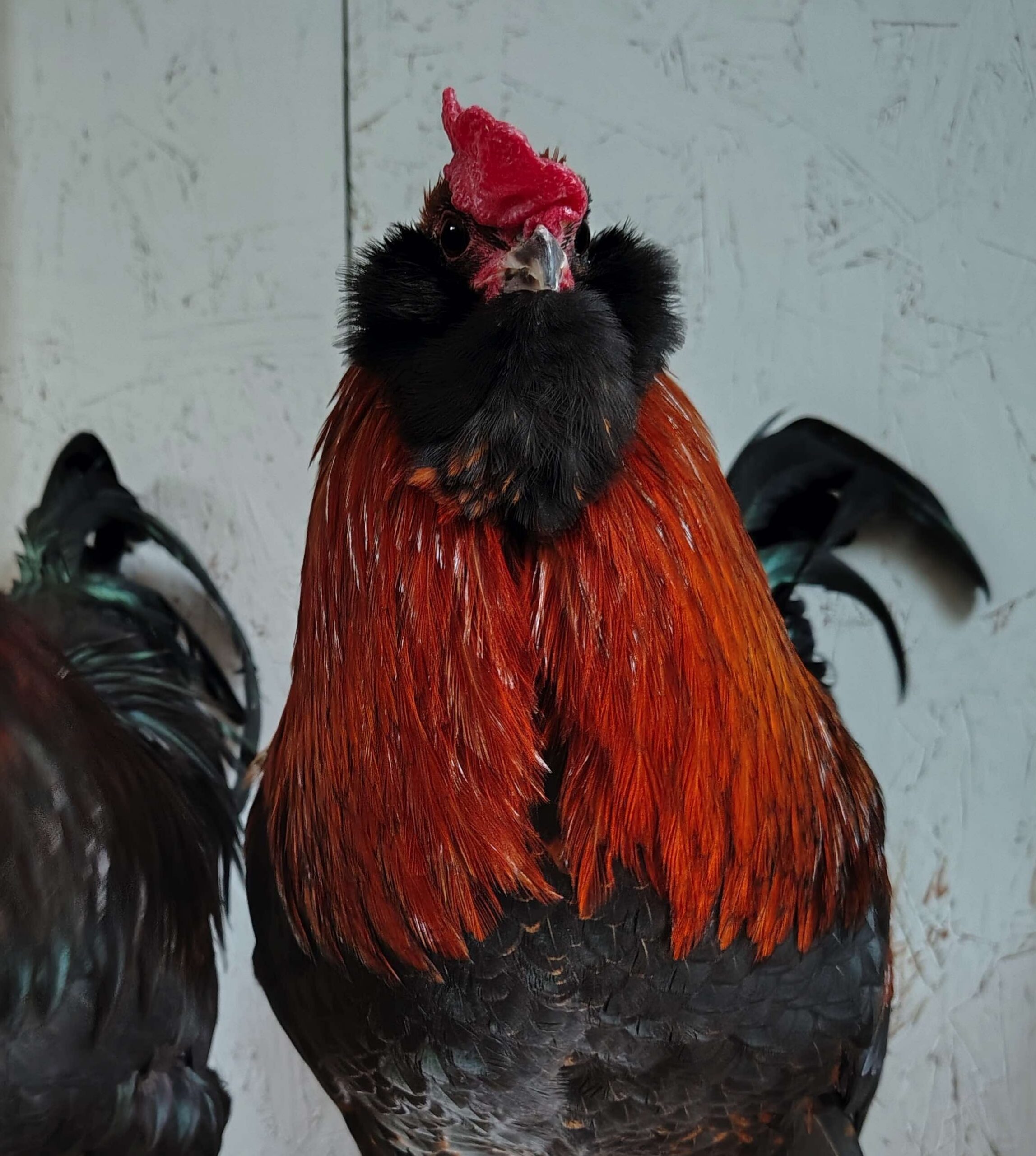 Bandito rooster copy