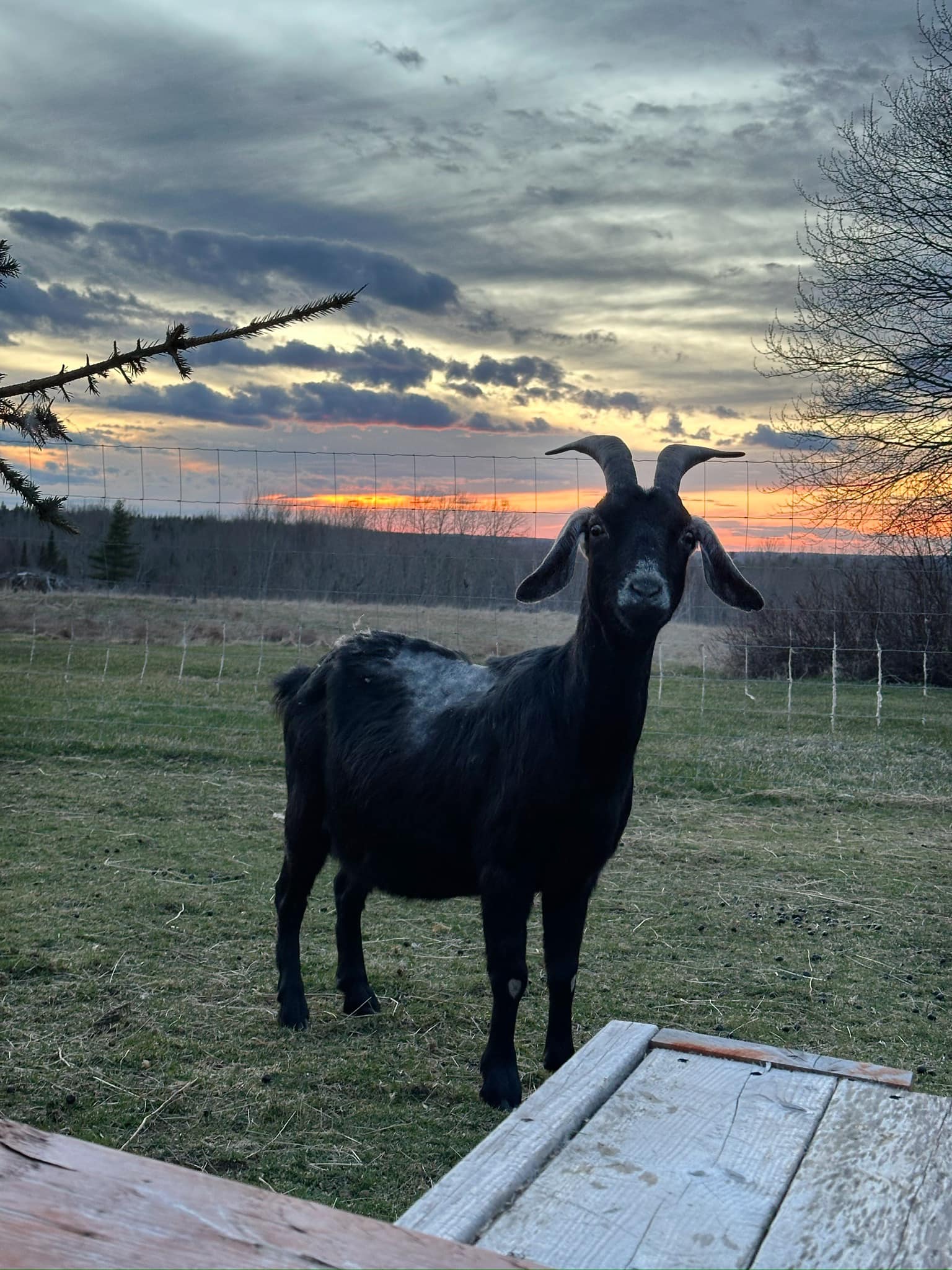 Mel 2024 goat rescued from neglect