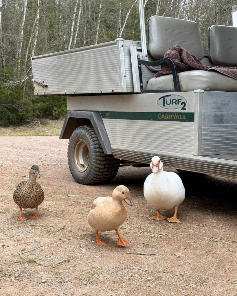 Milo dasy annabelle ducks