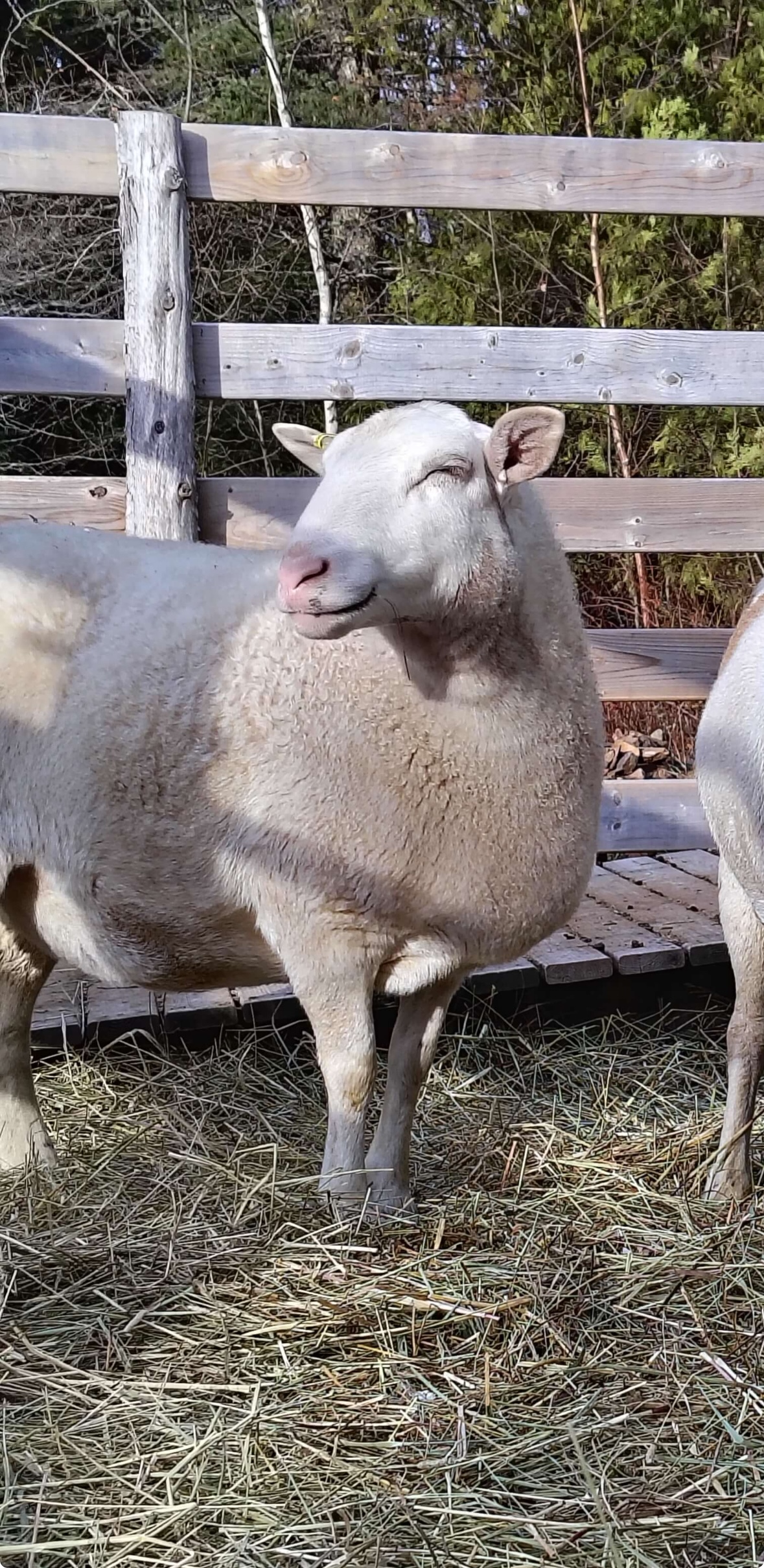 Rory at Lily's Place Animal Sanctuary