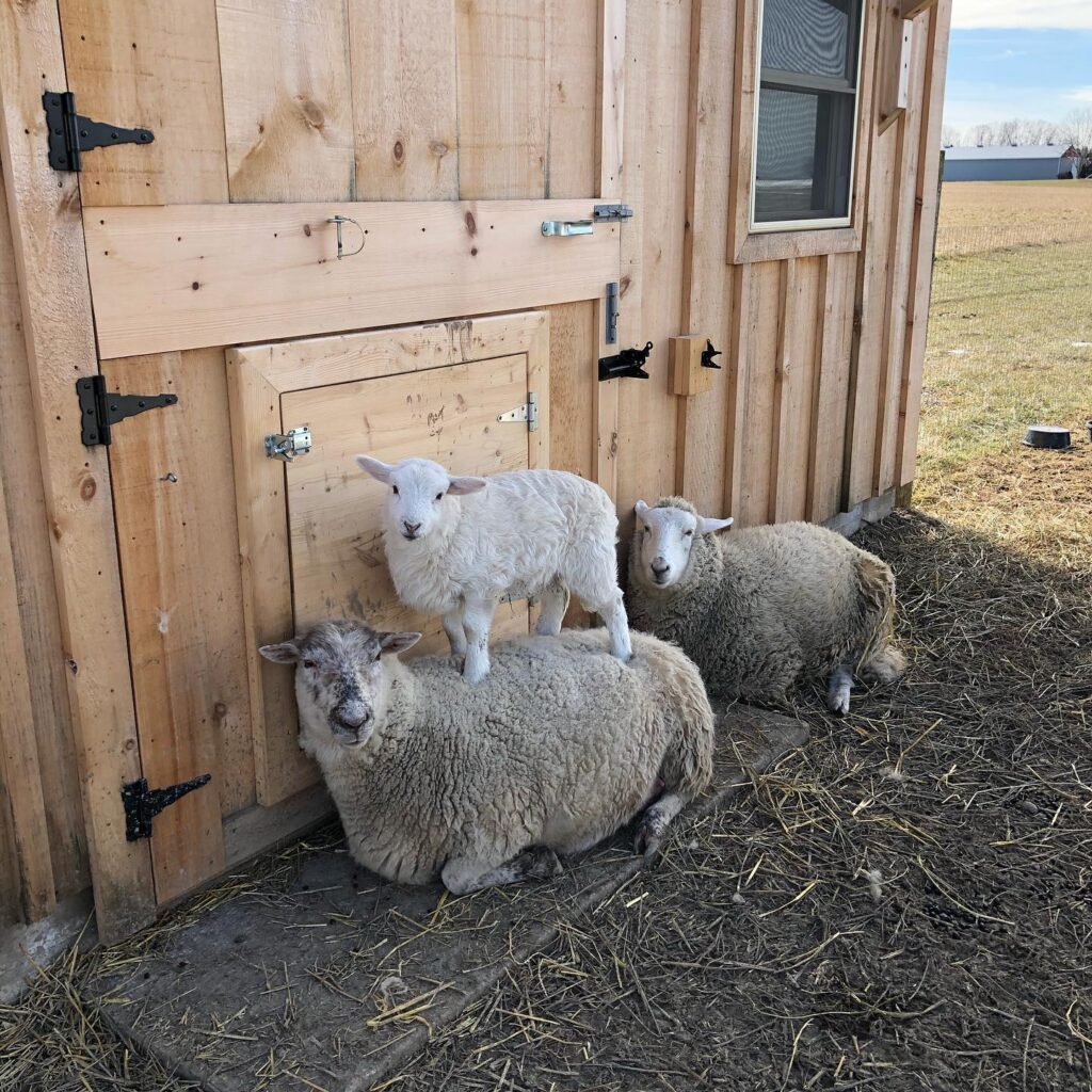 Gracie baby sid betty