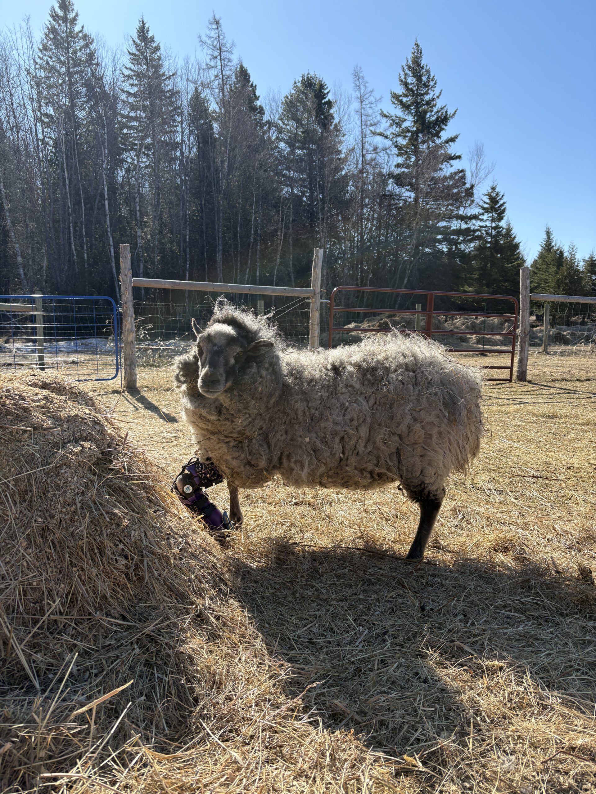 Josie, a rescued sheep, wears a leg brace at Canadian farm animal sanctuary in NB